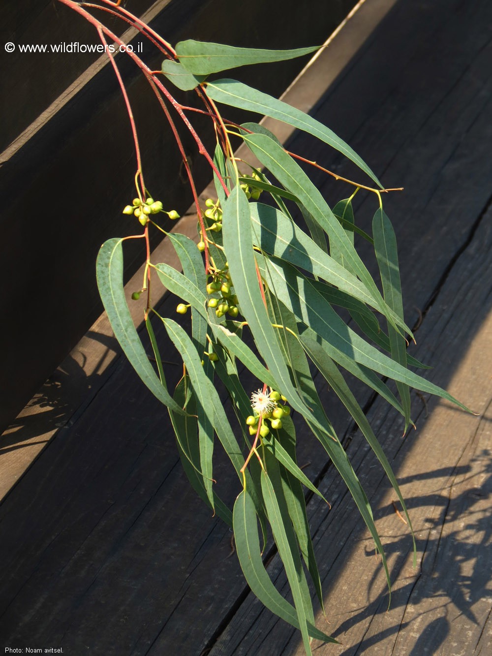 Eucalyptus x trabutii